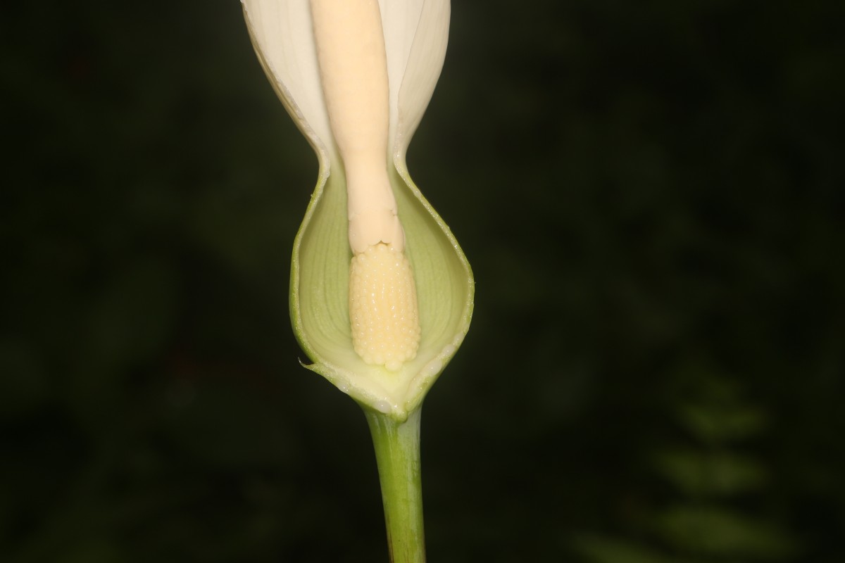 Caladium bicolor (Aiton) Vent.